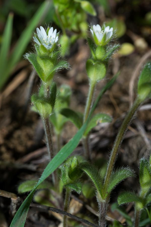 Cerastium holosteoides ?